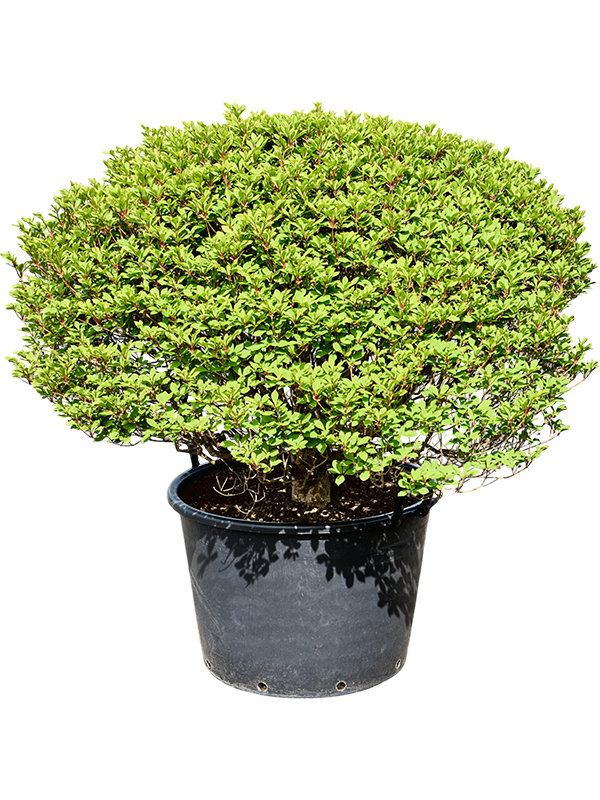 Enkianthus perulatus