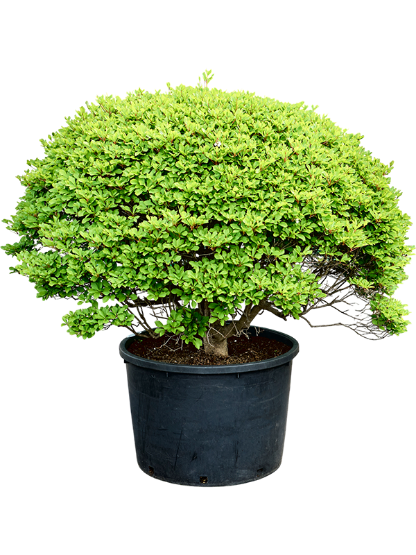 Enkianthus perulatus