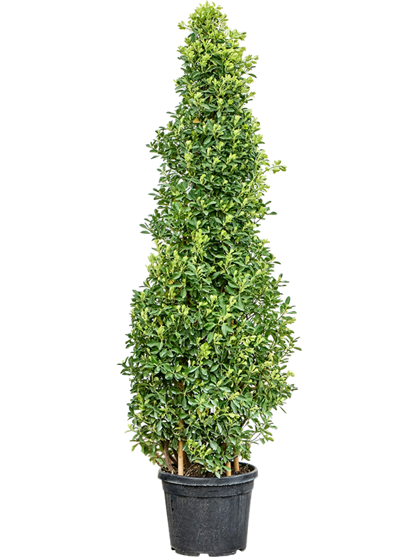 Euonymus japonicus