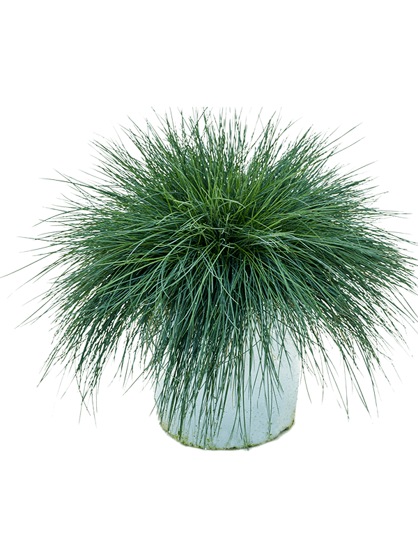 Festuca glauca 'Intense Blue'