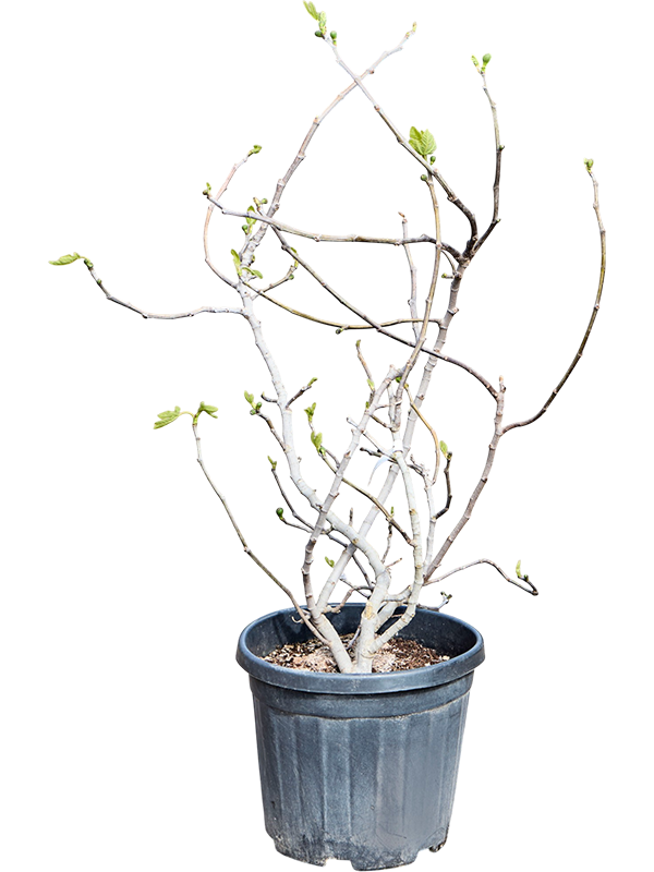 Ficus carica