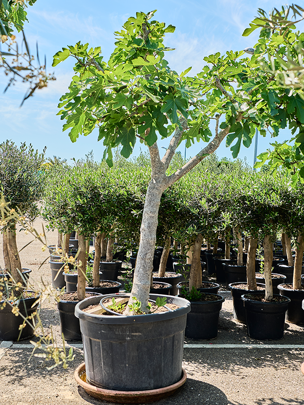 Ficus carica (220-280)
