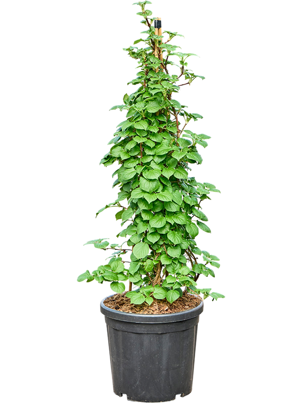 Hydrangea petiolaris