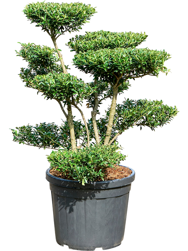 Ilex crenata 'Blondie'