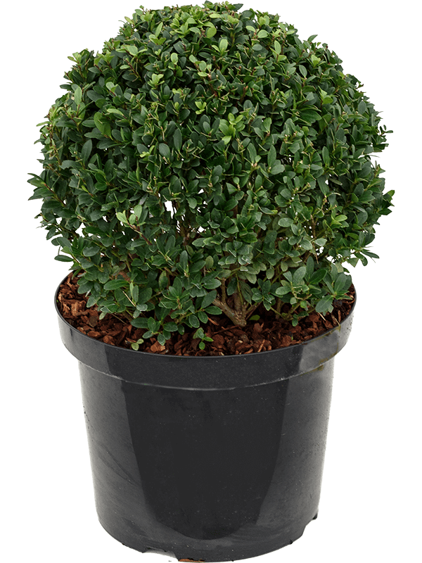 Ilex crenata 'Dark Green'