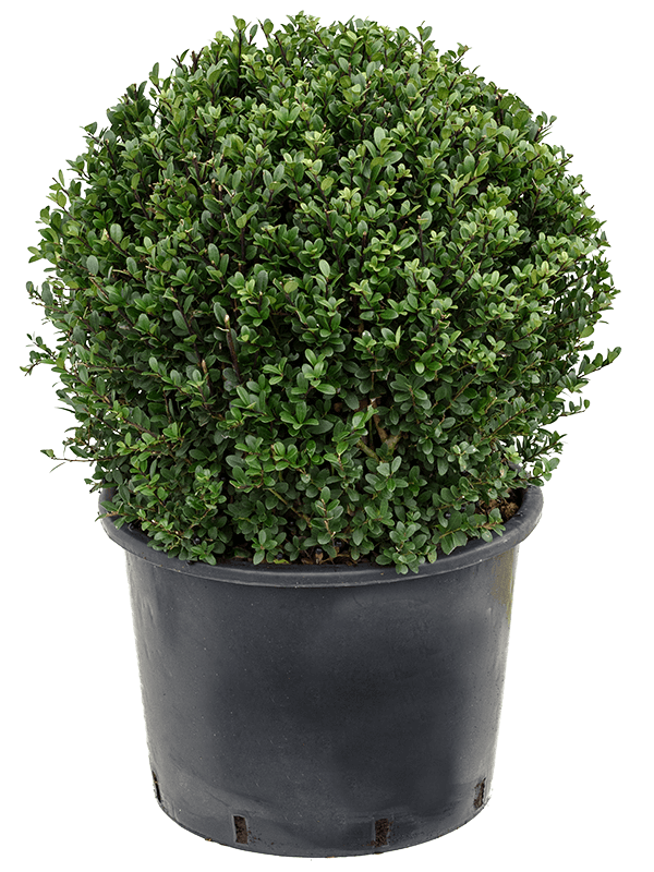 Ilex crenata 'Dark Green'