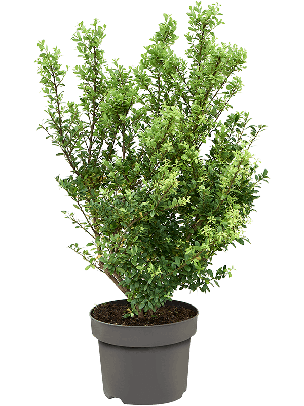 Ilex crenata 'Dark Green'