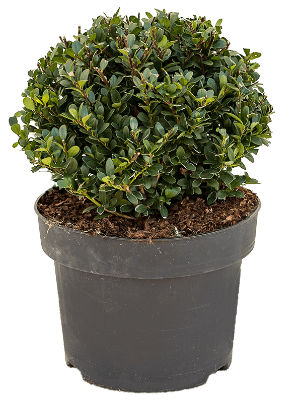 Ilex crenata 'Dark Green'