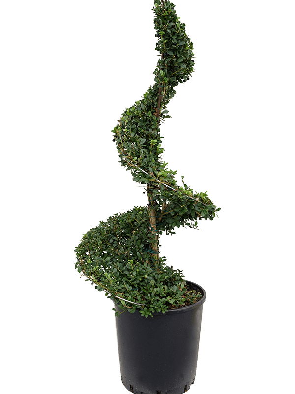 Ilex crenata 'Dark Green'