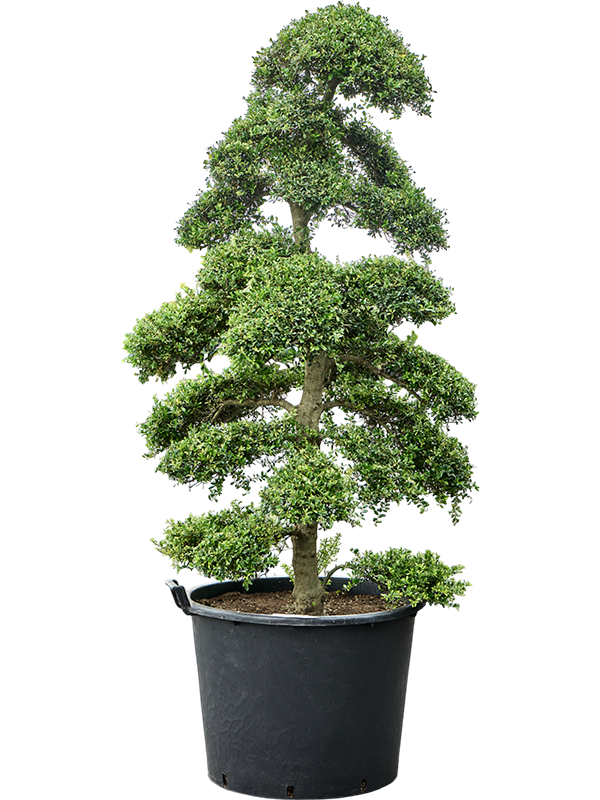 Ilex crenata 'Kinme' (210-230cm)