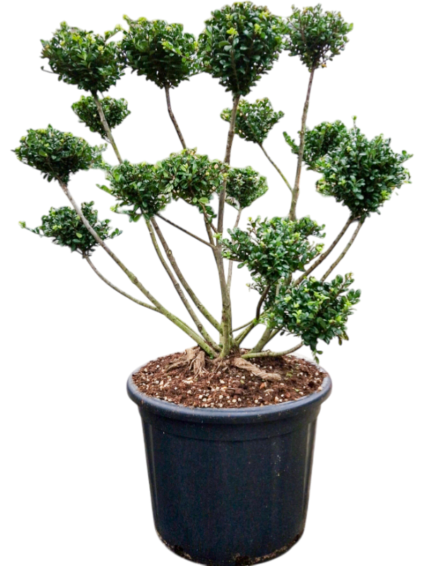 Ilex crenata 'Fructo Luteo'