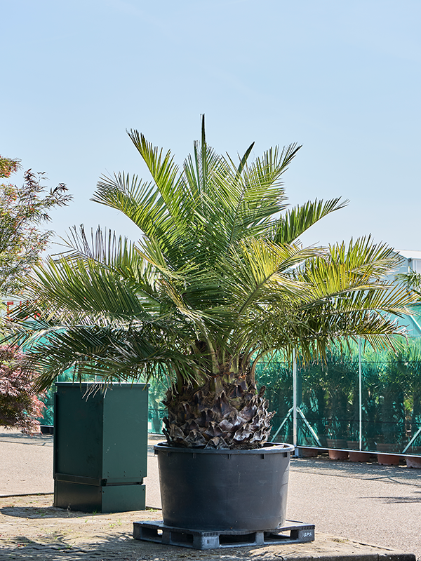 Jubaea chilensis