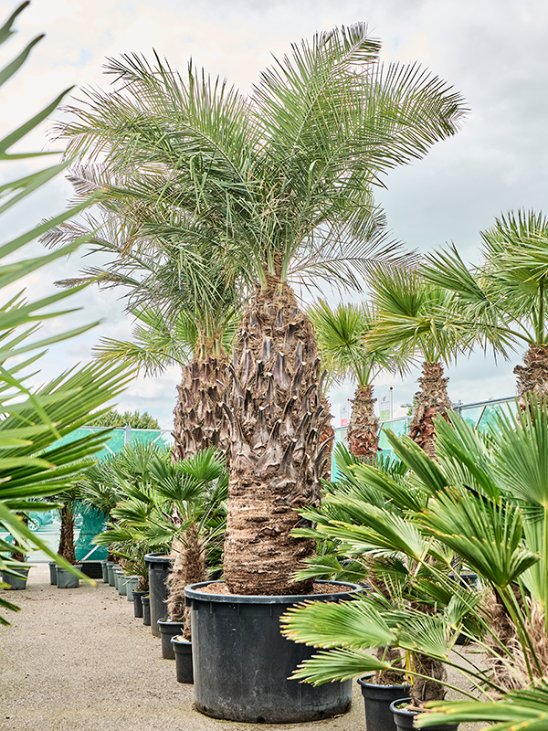 Jubaea chilensis