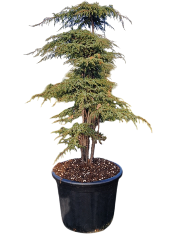 Juniperus communis 'Green Carpet'