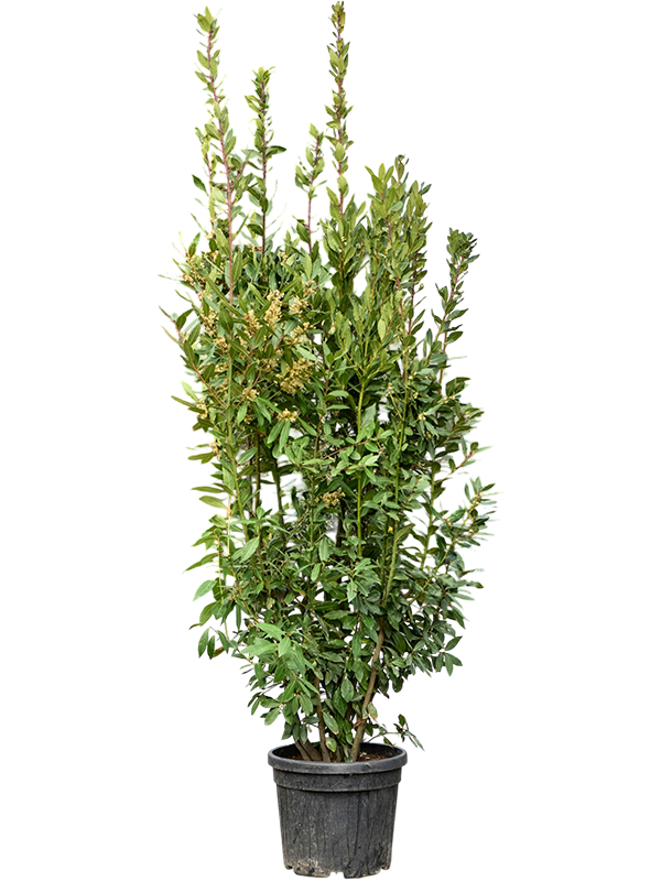 Laurus nobilis (150-170)
