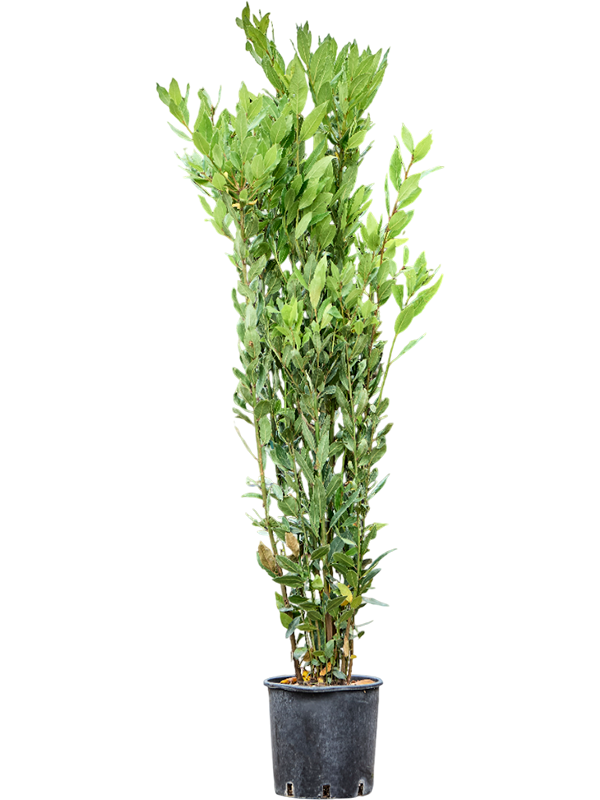 Laurus nobilis