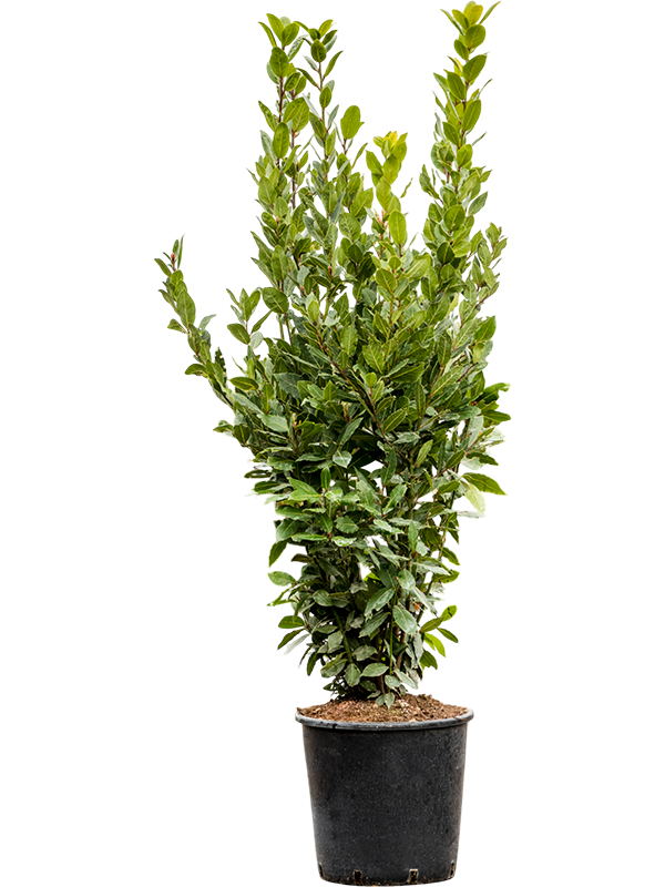 Laurus nobilis
