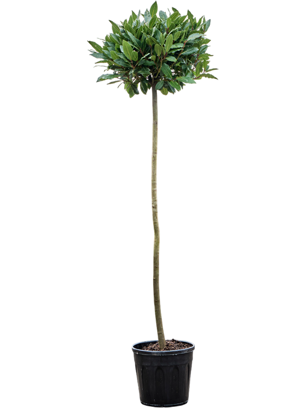 Laurus nobilis