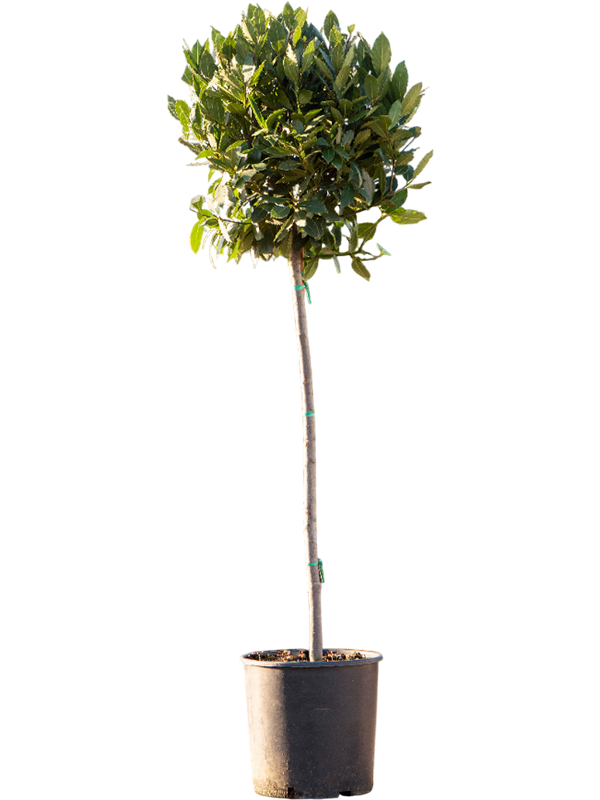 Laurus nobilis
