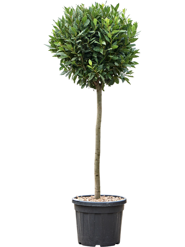 Laurus nobilis