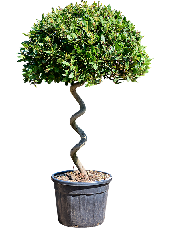 Laurus nobilis (180-200)