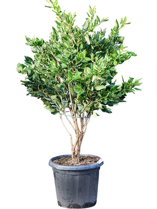 Ligustrum japonicum 'Texanum' (100-140)