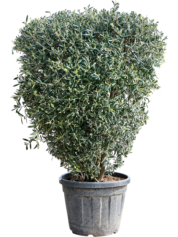 Olea europaea (140-160)