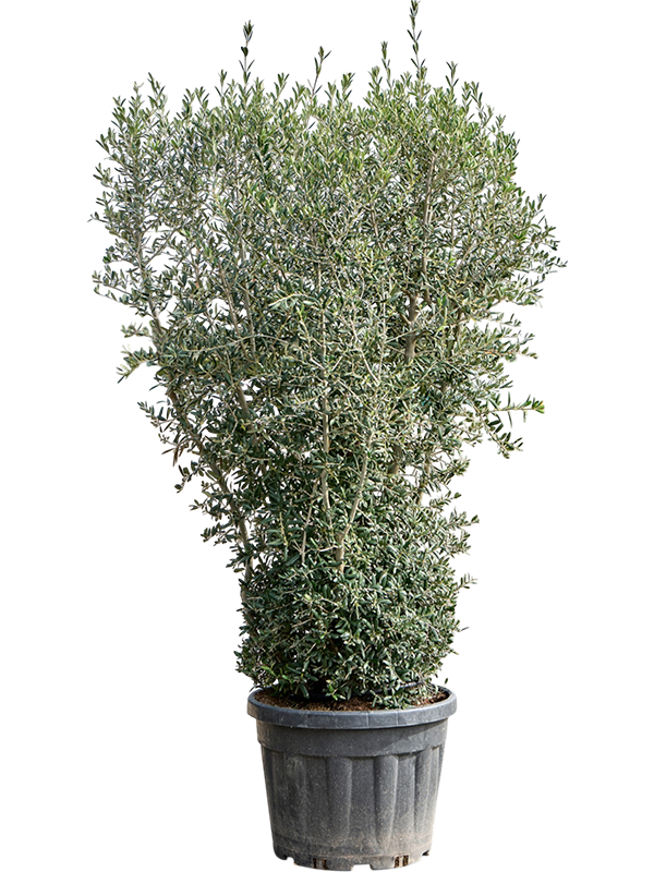 Olea europaea (200-240)