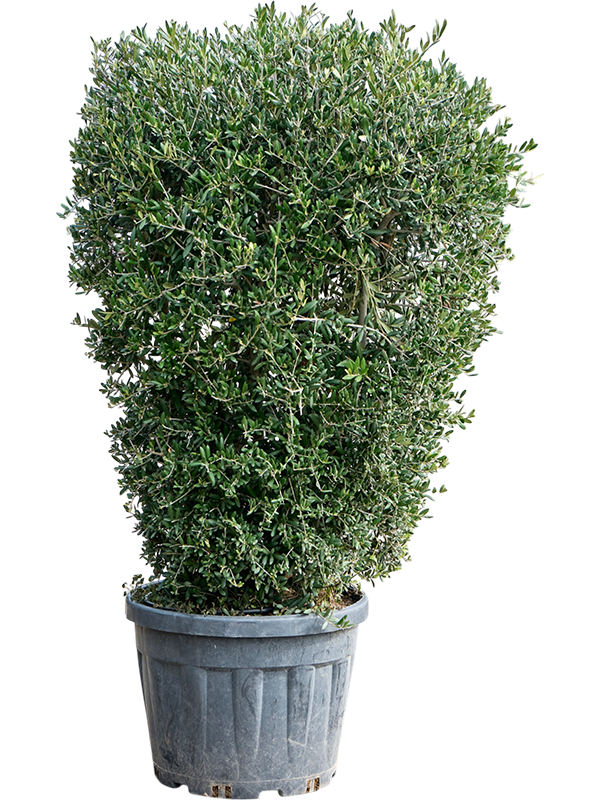 Olea europaea
