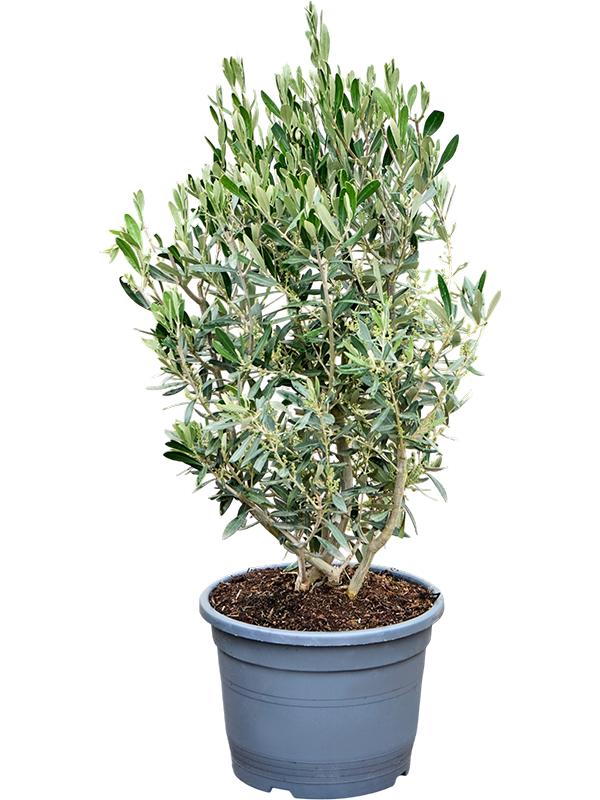 Olea europaea (75-85)