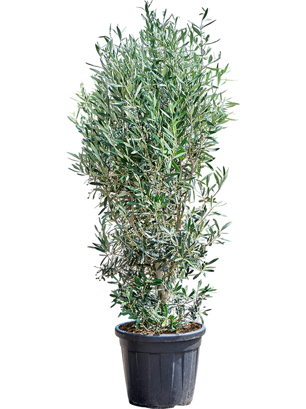 Olea europaea (140-180)