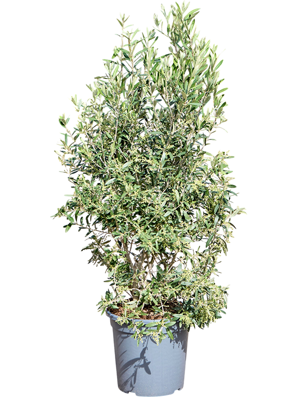 Olea europaea (120-130)