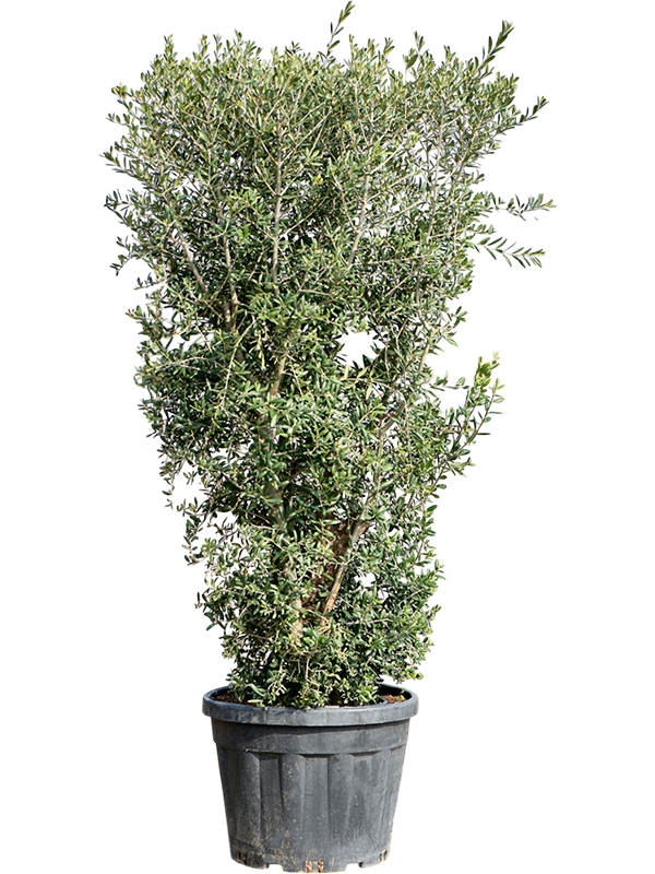 Olea europaea