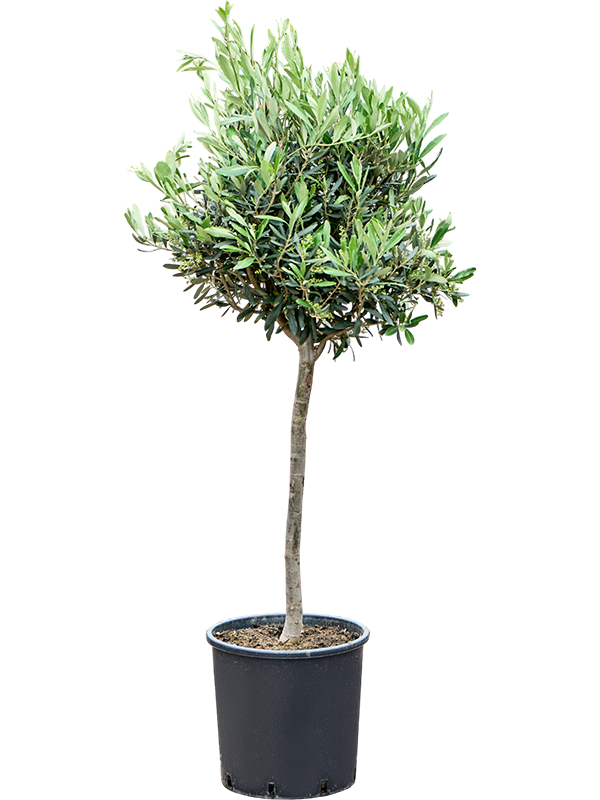 Olea europaea