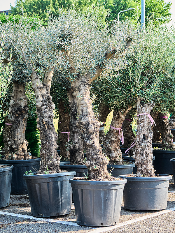 Olea europaea (220-280)