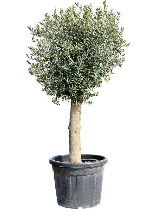 Olea europaea (160-180)