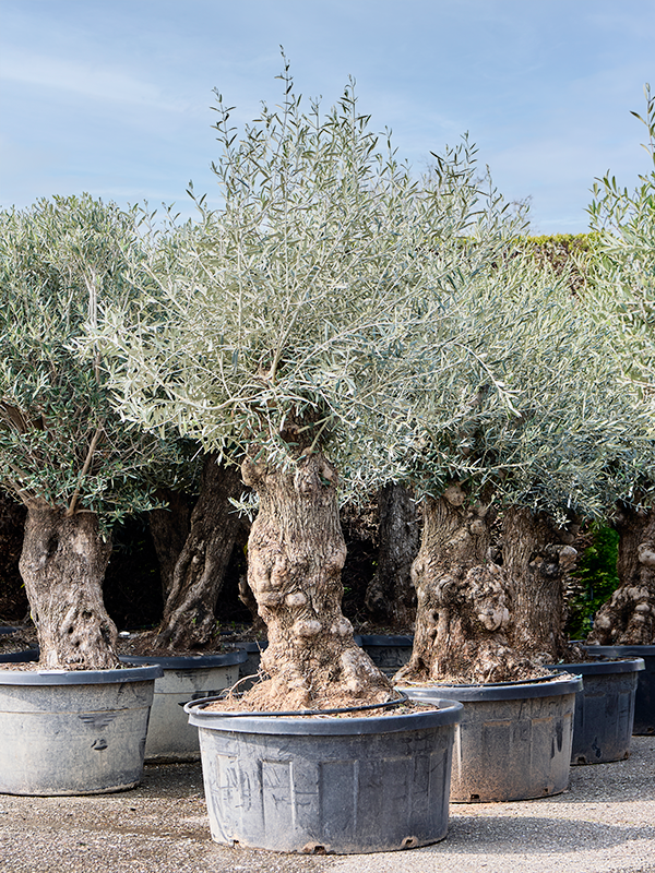 Olea europaea (160-180)