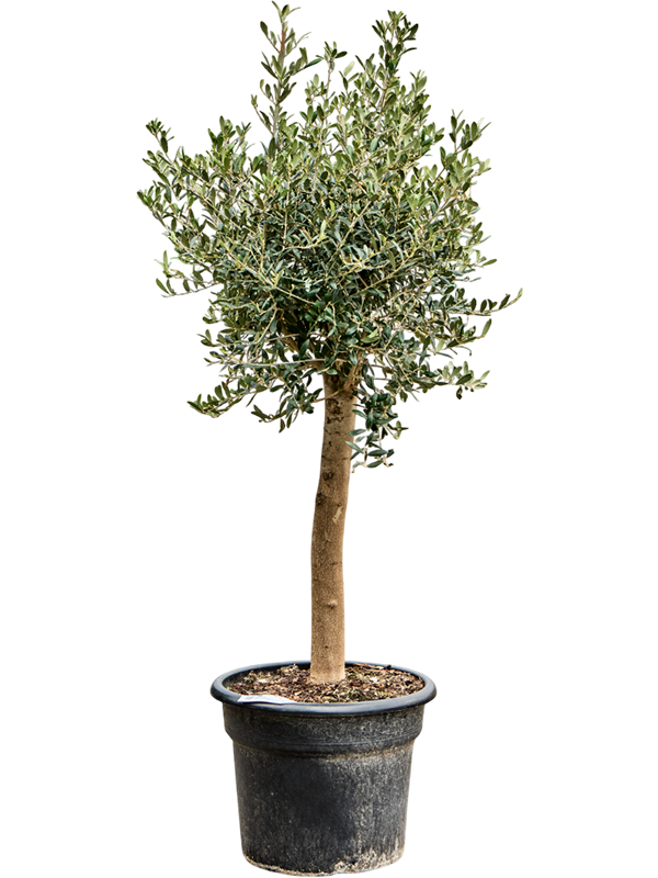 Olea europaea (150-180)