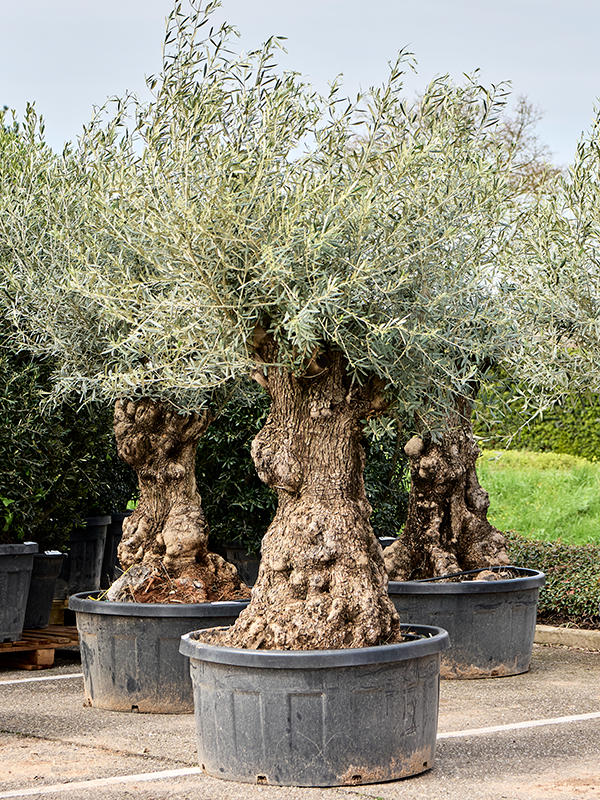 Olea europaea (230-260)