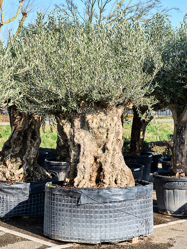 Olea europaea (220-260)