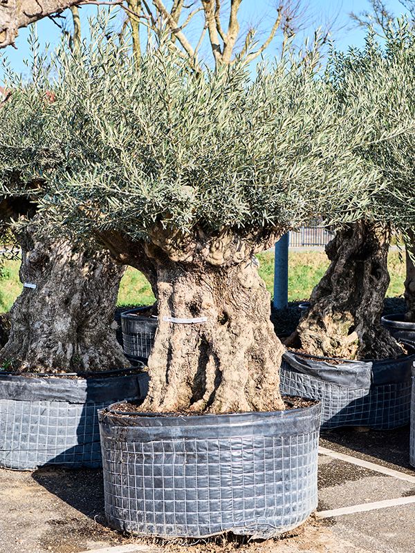 Olea europaea (220-280)
