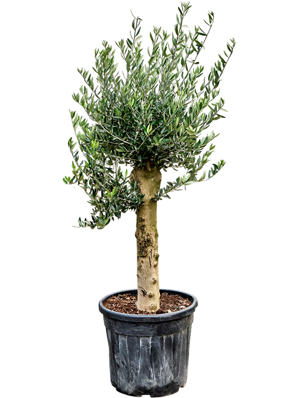 Olea europaea