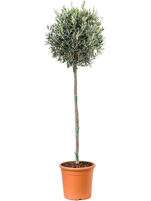 Olea europaea