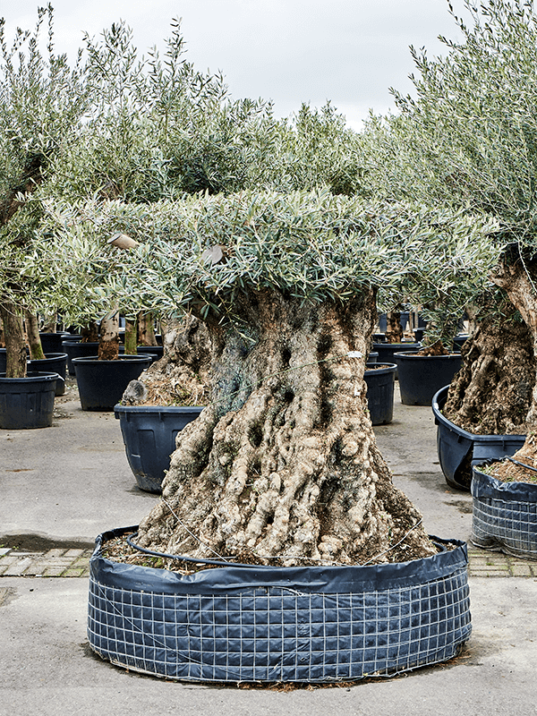 Olea europaea