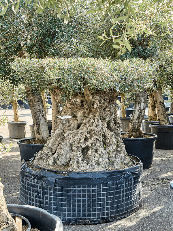 Olea europaea
