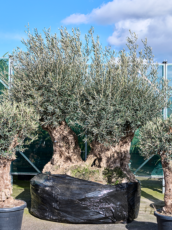 Olea europaea (280-340)