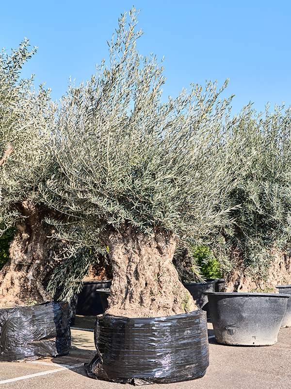 Olea europaea (280-340)
