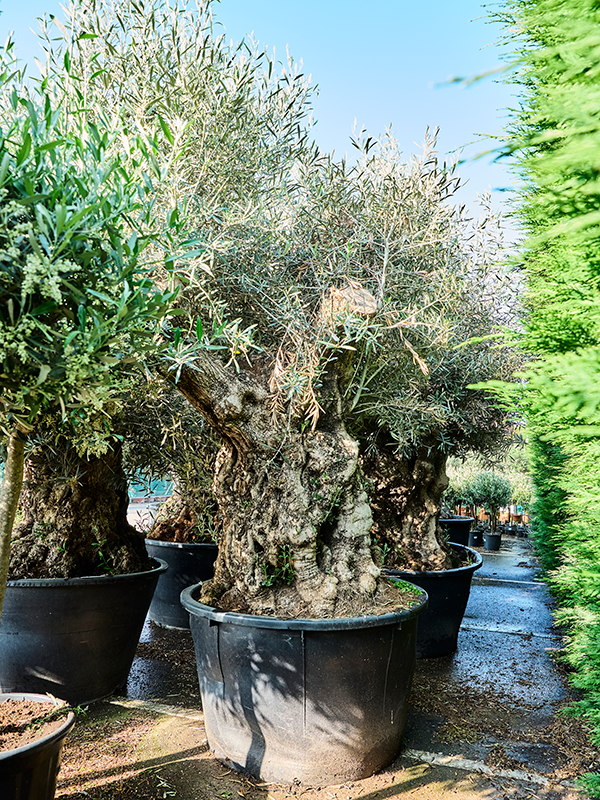 Olea europaea (250-300)