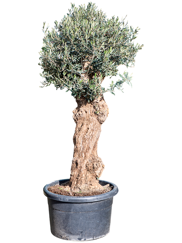 Olea europaea (160-240)
