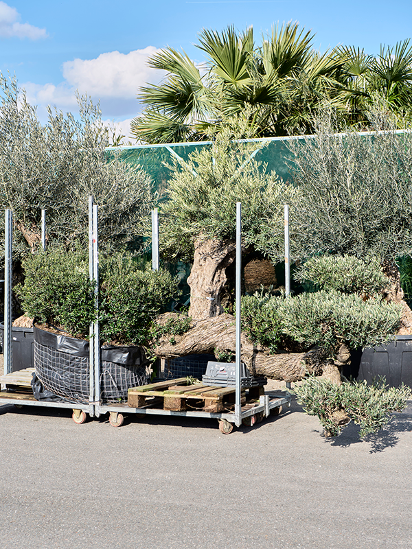Olea europaea